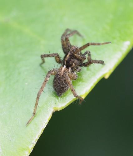 Pardosa sp.